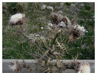 La cardabelle, emblème caussenard, est souvent clouée sur les portes des maisons. Sa fleur s'ouvre et se ferme en fonction du degré d'humidité de l'air, d'où son nom de chardon baromètre.Celle-ci a souffert du climat.