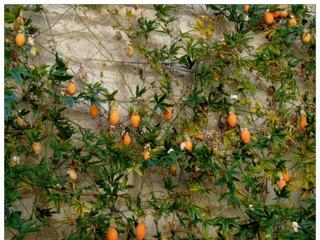 A l'automne, des fruits oblongues, de couleur orange pendent le long des lianes. A ne pas confondre avec le fruit de la passion que l'on mange.