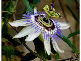 Voici la superbe passiflore "fleur de la passion", pourquoi ce nom? En raison de la ressemblance de la fleur avec les instruments de la Passion du Christ (couronne d'épines, clous).