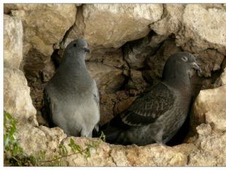 Deux pigeons s'aimaient d'amour tendre...