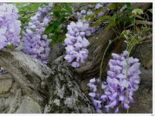 Jolie glycine.