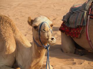 Photo de voyage à Oman