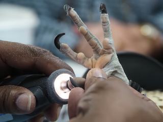 Les faucons sont anesthésiés avant d'être soignés comme ici une petite manucure. Il a aussi eu droit à une taille du bec !!!.