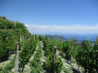 L'île d'Ischia: Sentier du Monte Epomeo.
