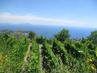 L'île d'Ischia: Sentier du Monte Epomeo.