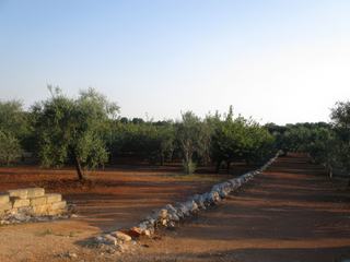 Région des trulli: champs d'oliviers.
