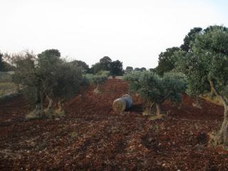 Région des trulli.