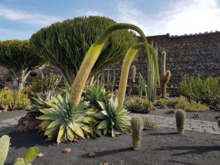 Le jardin de cactus – Espagne