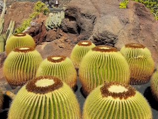 Le jardin de cactus – Espagne