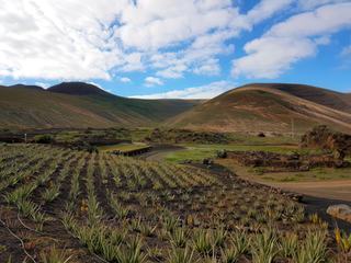 Plantations d'aolevera