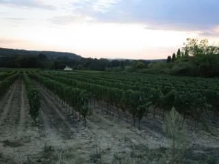 Vignobles près de Chauzon.