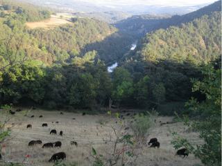 Paysage près de Coubon, avec la Loire en contrebas.