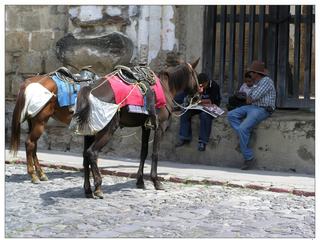 Possibilité de balade à cheval.
