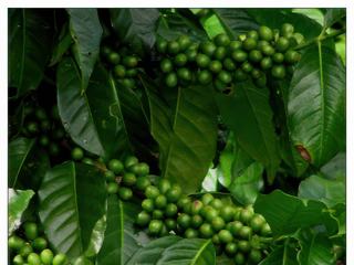 Caféiers dans le village de Comalapa