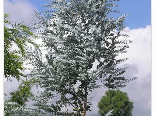 Un bel eucalyptus.