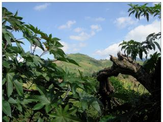 En direction de la ferme Valhalla, il s'agit d'une plantation de noix de macadamia.