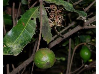 Le projet Valhalla est une organisation qui cherche à inverser le réchauffement climatique, à aider les populations autochtones à développer une agriculture autonome et à éduquer le public sur l'environnement. Il présente aux populations autochtones des plants de macadamia non greffés comme alternative à l'agriculture sur brûlis, contribuant ainsi au réchauffement de la planète. Ici des cerneaux de noix vertes accrochées sur l'arbre.