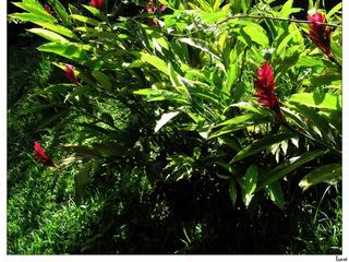 On peut acheter des produits et déguster quelques douceurs à l'ombre des arbres dans un joli jardin fleuri.