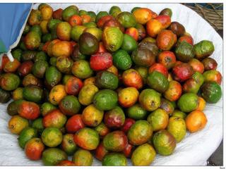 Sur le marché, des jocotes. L'arbre fruitier est originaire d'Amérique centrale et pousse à l'état sauvage dans tout le Guatemala. Ce sont des fruits verts et rouges de la taille d'un petit œuf.