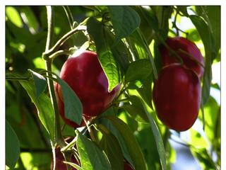 Non, ce ne sont pas des tomates mais une variété de piments.
