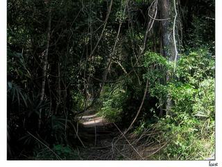Le parc national de Tikal est un vivier de biodiversité, où plus de 200 espèces d’arbres, 300 d’oiseaux et pas moins de 5 félins veillent sur le site.