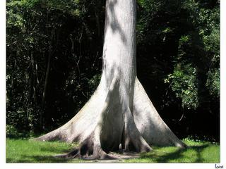Le ceiba (ou kapokier) est un arbre sacré dans la culture Maya. Selon celle-ci, il y a un grand Ceiba au centre de la Terre qui connecte le monde terrestre et le monde de l'au-delà.