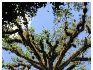 Les branches de cet arbre sont pourvus d'épiphytes (du grec "sur", "plante"; littéralement "à la surface de la plante"). Il s'agit de plantes qui poussent en utilisant d'autres plantes comme support.