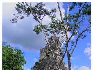 La chambre funéraire du roi Jasaw Chan K'Awil ("Ah Cacao", 682–734) a été découverte en 1962, à 6 mètres sous terre avec son squelette, 8 kilos de bijoux en jade, et quantités d'offrandes. Il faut imaginer le petit temple du sommet peint en rouge, beige, vert et bleu, avec de superbes linteaux en bois sculpté.