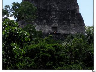 Vue sur le haut du Temple IV (temple du Serpent à deux têtes)). Construite en 741 apr.J.-C., sous le règne de Yik'in Chan K'awiil, la pyramide mesure 64,60 mètres de haut, c’est la structure mésoaméricaine la plus haute, encore debout. Après une grimpette de 180 marches, elle offre un remarquable point de vue sur le reste du site. Pour les cinéphiles, c'est le temple Massassi dans Star Wars Episode IV.
