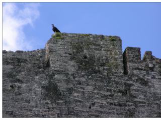 Juché en haut du temple I (temple du Grand Jaguar), un rapace surveille.