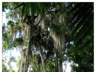 Magnifique ceiba.