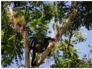 Singe araignée dans les arbres, celui-ci était tellement rapide que la photo est médiocre!