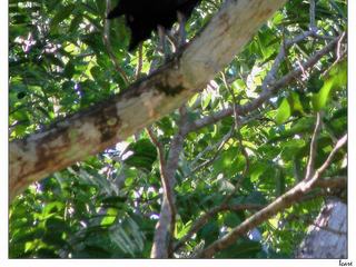 Bel oiseau noir juché dans un arbre, mais je n'ai pas retrouvé son nom.