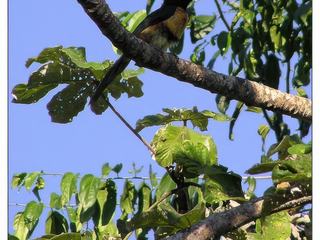 Voici le magnifique araçari à collier (appelé toucan), qu’on peut aisément observer juché dans les arbres. Il est si coloré qu’on dirait qu’il a été peint.