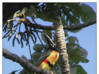 Il existe plusieurs espèces de toucans, mais l'araçari à collier possède des caractères qui lui sont propres: un fin collier rouge marque la limite entre la nuque et le manteau et se poursuit sous la gorge. Le dessous jaune est maculé par deux taches noires: la première de forme triangulaire avec la pointe dirigée vers le bas est située sur le haut de la poitrine; la seconde de forme allongée est placée au dessus de l'abdomen. Ces zones noires sont légèrement soulignées de rouge.