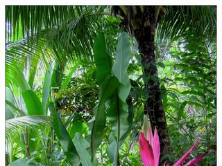 La couleur rouge fushia des cordylines tranche sur le reste de la végétation verte.