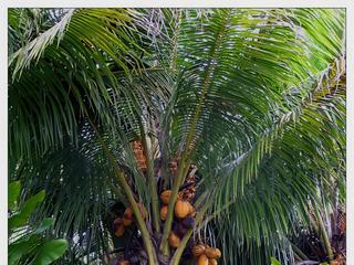 Fruits de palmiers cocos à profusion.