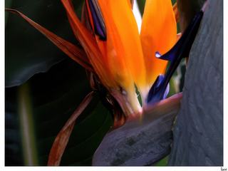 La strelitzia regina, appelée fleur "oiseau de paradis" en raison de sa ressemblance avec une tête et un bec d'oiseau.