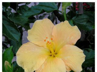 Les hibiscus poussent comme de véritables arbustes.