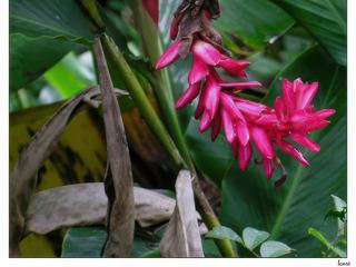 L'alpinia, appelé gingembre rouge.