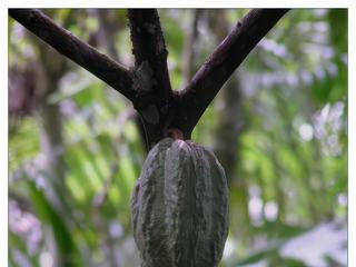 Cabosse de cacaoyer. Les Mayas, implantés entre le Mexique et le Guatemala, sont les premiers à cultiver les cacaoyers. Ils récupéraient les fèves de cacao contenues dans la cabosse pour en faire une boisson amère.
