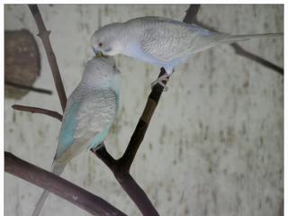 Un joli couple de perruches (famille des perroquets).