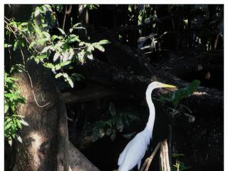 Une grande aigrette nous ignore. Au XIXe siècle, des centaines de milliers d'aigrettes ont péri au seul bénéfice des marchands de parures. C'est en réaction à ce genre de massacre que furent fondées la Société royale pour le protection des oiseaux en Angleterre et la société Audubon en Amérique.