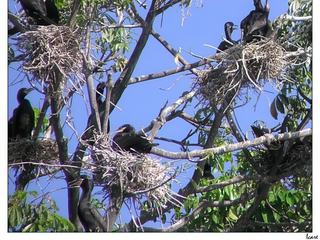 Les cormorans ont fait leur nid.