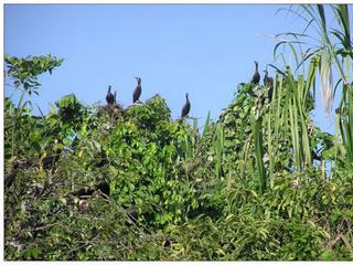 Le rendez-vous des cormorans.