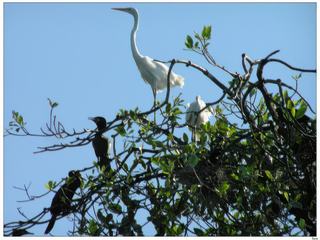 Dans les arbres.