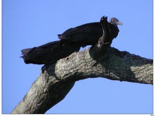 L’urubu noir est un charognard qui se nourrit de charognes, mais mange aussi des œufs ou des animaux nouveau-nés qu’il tue lui-même. Dans les régions où l’Homme est présent, il se nourrit également de déchets ménagers. Il trouve sa nourriture grâce à son excellente vue ou en suivant d’autres vautours possédant un excellent odorat. Ne possédant pas de syrinx — l’organe vocal des oiseaux — ses seuls cris sont des grognements ou de petits sifflements. Il pond ses œufs dans des grottes ou des arbres creux, ou sur le sol nu, et élève généralement deux oisillons chaque année, qu’il nourrit par régurgitation.
