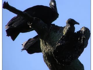Le mâle et la femelle sont identiques. Lorsqu'il est posé, ce petit vautour (il pèse à peine 2 kg et son envergure ne dépasse pas les 1,50 m) apparaît presque entièrement noir. Font exception le cou et la tête qui sont recouverts d'une peau nue grise et ridée. Les pattes grises, de taille modeste, sont plus formées pour la marche que pour s'agripper. En vol, il se distingue assez facilement des autres cathartidés car il possède une queue courte et carrée et il est le seul dont les extrémités des ailes (primaires) soient blanches. Le juvénile est semblable aux adultes, avec la tête plus foncée et il n'a pas la peau ridée.