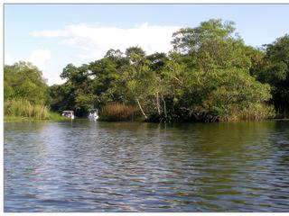 Nous nous dirigeons vers la mangrove.