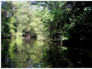 Sur le lac El Golfete. Il s'agit d'un biotope constitué de forêt tropicale humide, de lagunes et de rivières à lent débit. De nombreux oiseaux y vivent. Dans la jungle des arbres tels que sapotiers, acajous, etc...